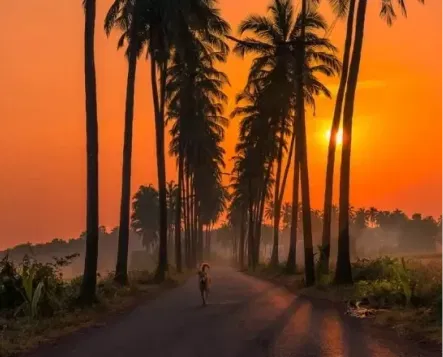 The famous Parra Coconut Tree Road